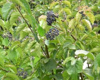 viburnum dentatum ab.jpg